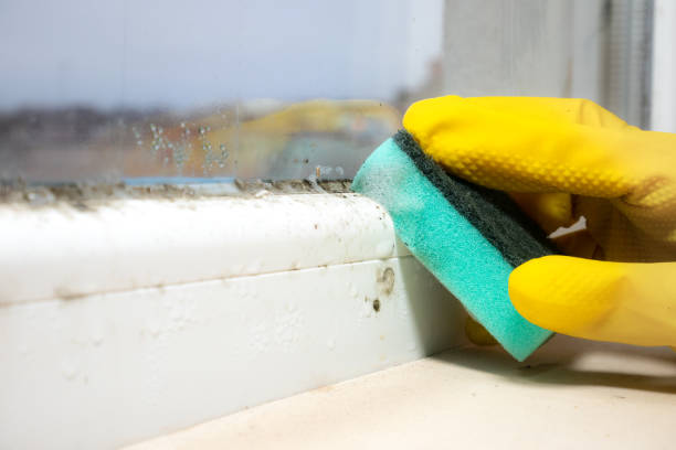 Best Mold Damage Restoration  in Unionville, GA